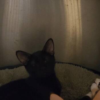 Unique-O -  Domestic Short Hair Cat for Adoption in Charleston, South Carolina - Unique-O | PetCurious