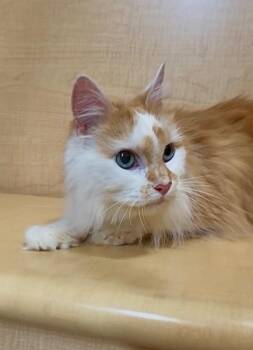Twinkle Toes -  Domestic Long Hair Cat for Adoption in Port Barrington, Illinois - Twinkle Toes | PetCurious