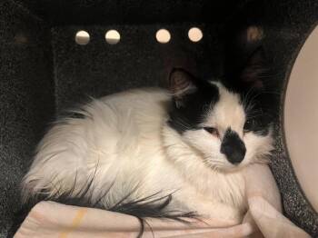 Domestic Long Hair Cats Available for Adoption in Colorado Springs, Colorado - DOUALA | PetCurious