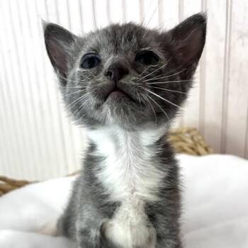 Sage -  Domestic Short Hair Cat Available for Adoption - Sage | PetCurious