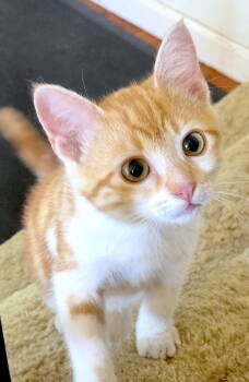 Rescue Domestic Short Hair and Siamese Cats for Adoption in Fremont, California - Loki | PetCurious