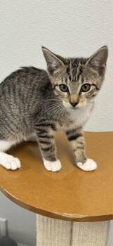 Butter Bean -  Domestic Short Hair Cat for Adoption in Venice, Florida - Butter Bean | PetCurious