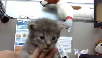 Rescue Domestic Short Hair Cats for Adoption in Dallas, Texas - DANALI | PetCurious