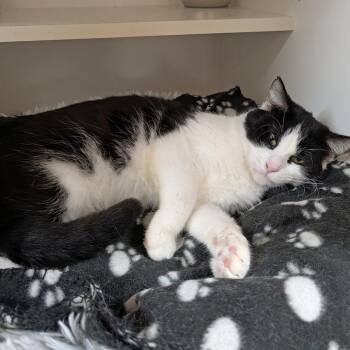 Domestic Short Hair Cats Available for Adoption - Dan | PetCurious