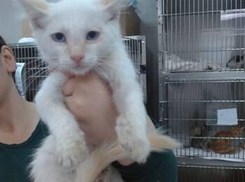 QUARTZ -  Domestic Medium Hair Cat for Adoption in Salinas, California - QUARTZ | PetCurious