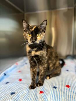 Pumpkin -  Domestic Short Hair Cat for Adoption in Dysart, Iowa - Pumpkin | PetCurious