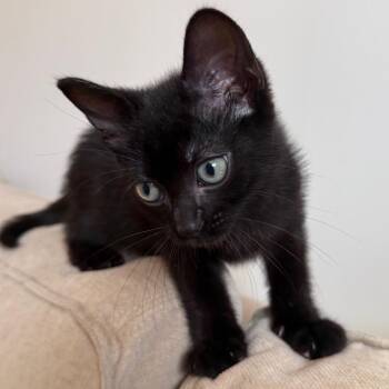 Tai 2 -  Domestic Short Hair Cat for Adoption - Tai 2 | PetCurious