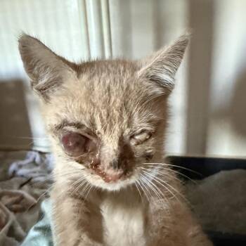 Banana -  Domestic Short Hair Cat for Adoption in Bendena, Kansas - Banana | PetCurious