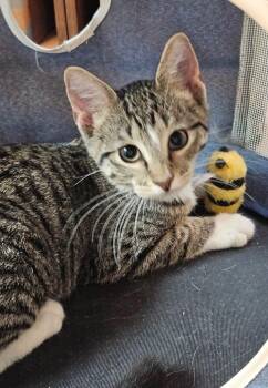 Cobbler -  Domestic Short Hair Cat for Adoption in Sioux City, Iowa - Cobbler | PetCurious