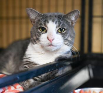 Rescue Tabby Cats for Adoption in Perth Amboy, New Jersey - Murphy | PetCurious
