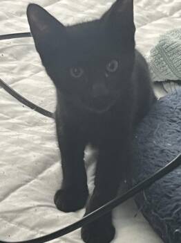 Sadie -  American Shorthair Cat for Adoption in Tampa, Florida - Sadie | PetCurious