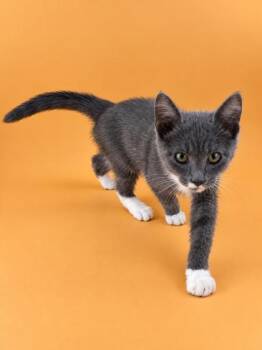 Habeas -  Domestic Short Hair Cat for Adoption in Dahlonega, Georgia - Habeas | PetCurious