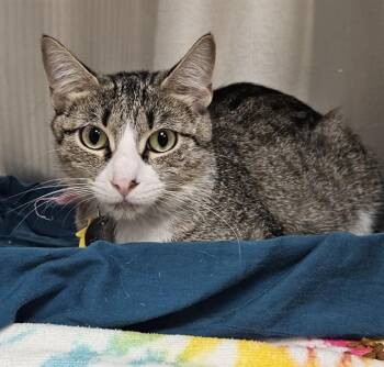 PENNY -  Domestic Short Hair Cat for Adoption in St. Louis, Missouri - PENNY | PetCurious