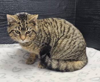 Domestic Short Hair Cats Available for Adoption - Kevin | PetCurious