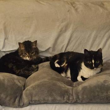 Domestic Short Hair Cats Available for Adoption - Blackie & Sweetie - GOLDEN GIRLS TO WARM YOUR HEART! | PetCurious