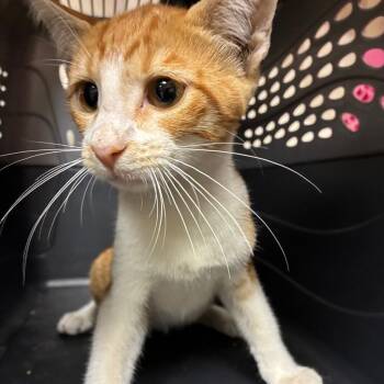 Goldfish -  Domestic Short Hair Cat for Adoption in Pasadena, California - Goldfish | PetCurious