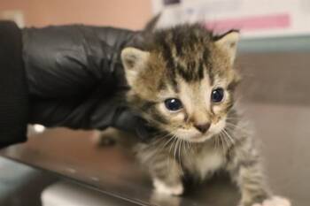 SPONGEBOB -  Domestic Short Hair Cat for Adoption in Columbia, South Carolina - SPONGEBOB | PetCurious