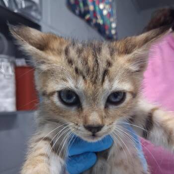 Easy Cheese -  Domestic Short Hair Cat for Adoption in Summerville, South Carolina - Easy Cheese | PetCurious