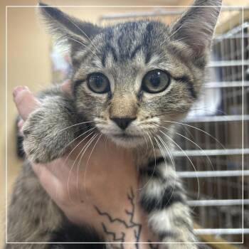 FWT Tommy -  Domestic Short Hair Cat for Adoption in Midland, Texas - FWT Tommy | PetCurious