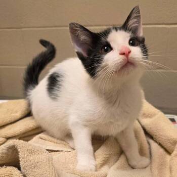 Domestic Short Hair Cats Available for Adoption in South Bend, Indiana - Mandy | PetCurious