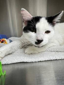 Asher -  Domestic Short Hair Cat Available for Adoption in Lake City, Arkansas - Asher | PetCurious