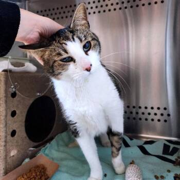 Yaddie -  Domestic Short Hair Cat for Adoption in Baltimore, Maryland - Yaddie | PetCurious