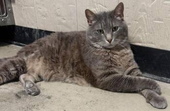 Leo -  Domestic Short Hair and Tabby Cat for Adoption in Fremont, Nebraska - Leo | PetCurious