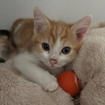 Bingo -  Domestic Short Hair Cat for Adoption in Hawthorne, California - Bingo | PetCurious