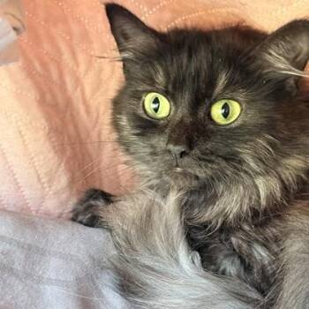 Pitch -  Domestic Medium Hair and Domestic Short Hair Cat for Adoption in Gwinn, Michigan - Pitch | PetCurious