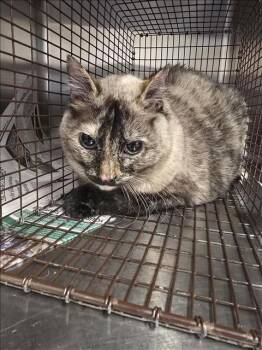 Domestic Short Hair Cats Available for Adoption in Houston, Texas - SASSY | PetCurious