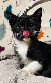 Granny -  Domestic Short Hair Cat for Adoption in Groveland, Massachusetts - Granny | PetCurious