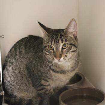 Randall -  Domestic Short Hair Cat for Adoption in Champaign, Illinois - Randall | PetCurious