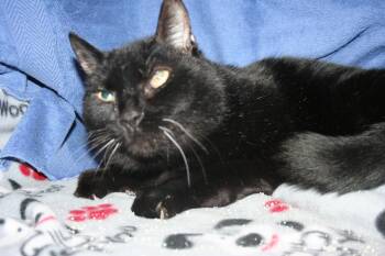 Domestic Short Hair Cats Available for Adoption in Howell, Michigan - Mister Gidion | PetCurious