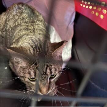 Zen -  Domestic Short Hair Cat Available for Adoption in Tulsa, Oklahoma - Zen | PetCurious