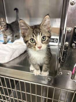 Thistle -  Domestic Short Hair Cat for Adoption in Lafayette, Indiana - Thistle | PetCurious