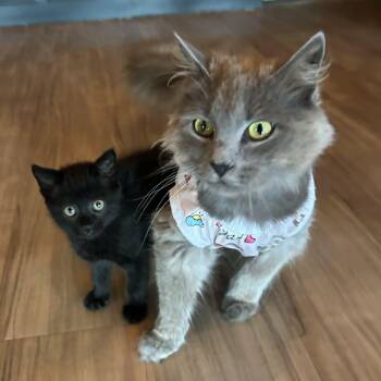 Spark (must adopt with Dart) -  Domestic Long Hair Cat for Adoption in New Bedford, Massachusetts - Spark (must Adopt With Dart) | PetCurious