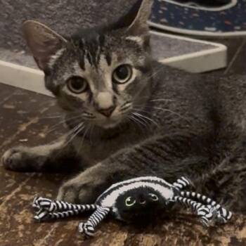 BAMBI -  Abyssinian and Domestic Short Hair Cat for Adoption in Columbus, Ohio - BAMBI | PetCurious