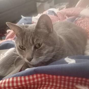 Pretty Girl -  Domestic Short Hair Cat for Adoption in Independence, Kansas - Pretty Girl | PetCurious