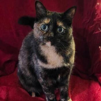 Liana -  Tortoiseshell Cat for Adoption in Toronto, Ontario - Liana | PetCurious