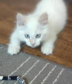 Mooski -  Siamese Cat for Adoption in San Jose, California - Mooski | PetCurious
