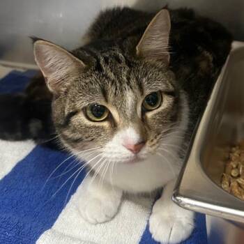 Layla -  Domestic Short Hair Cat Available for Adoption in Birmingham, Alabama - Layla | PetCurious