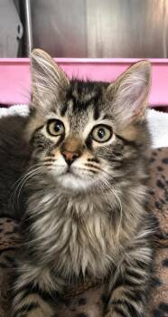 Domestic Short Hair Cats Available for Adoption in Columbia, Tennessee - Mercury | PetCurious