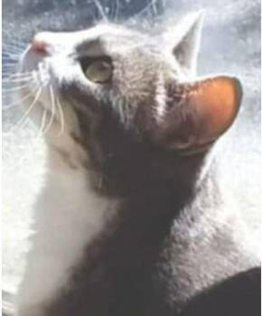Domestic Short Hair Cats Available for Adoption in Pickering, Ontario - Pretzel | PetCurious