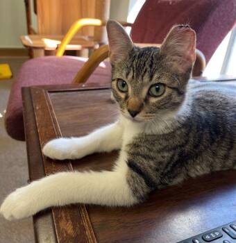 Tito -  American Shorthair and Domestic Short Hair Cat for Adoption in Richardson, Texas - Tito | PetCurious