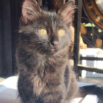 Timber -  Domestic Medium Hair Cat for Adoption in Fairway, Kansas - Timber | PetCurious