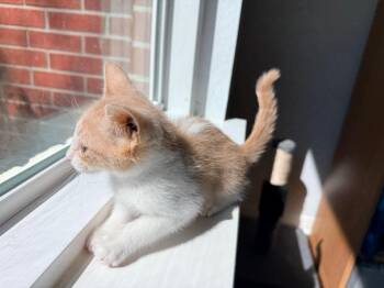 Mr Jax -  Tabby Cat for Adoption in San Antonio, Texas - Mr Jax | PetCurious