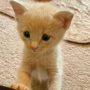 Catsup -  Domestic Short Hair Cat for Adoption in St. Louis, Missouri - Catsup | PetCurious