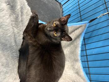 Domestic Short Hair Cats Available for Adoption in Louisville, Kentucky - Sally | PetCurious