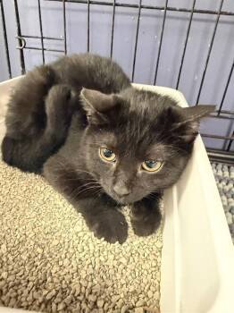 Kenzy -  Domestic Short Hair Cat for Adoption in Belton, Missouri - Kenzy | PetCurious