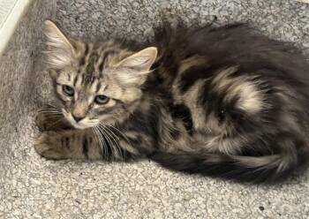 JULIE -  Domestic Medium Hair and Domestic Short Hair Cat for Adoption in Visalia, California - JULIE | PetCurious